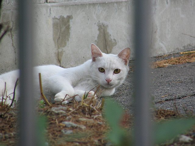 neko_007s.jpg