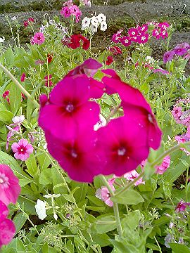 040510_002s.jpg