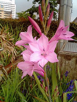 040510_004s.jpg