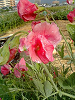 040510_006s_thumb.png