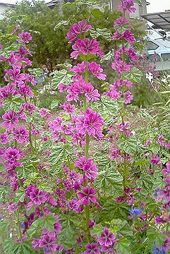 040521_003s.jpg