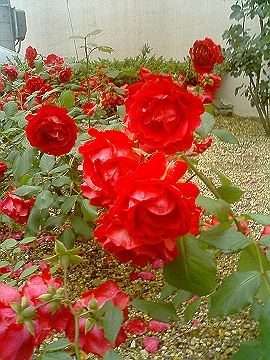 040521_007s.jpg
