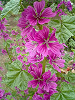 040521_008s_thumb.png