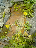 040521_009s_thumb.png