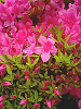040521_015s_thumb.png