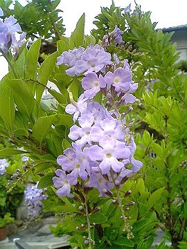 040521_016s.jpg