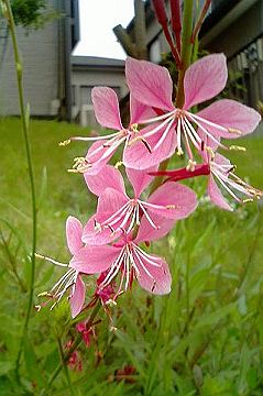 040521_018s.jpg