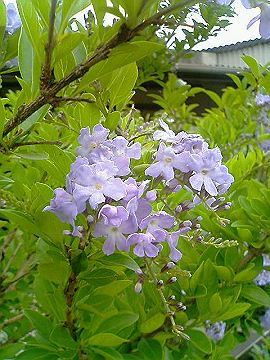 040521_019s.jpg