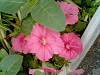 040522_011s_thumb.png