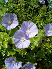 040522_019s_thumb.png