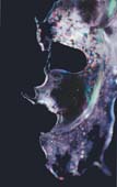 The Masked Ball