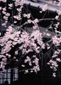 クリックで大きい画像が表示されます。