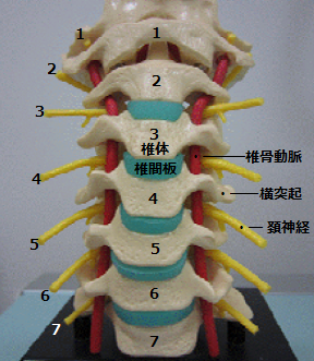 頸椎模型