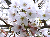 桜並木の桜