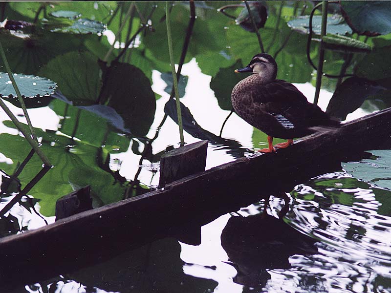 99072002.JPG