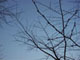 990131ooji01.JPG