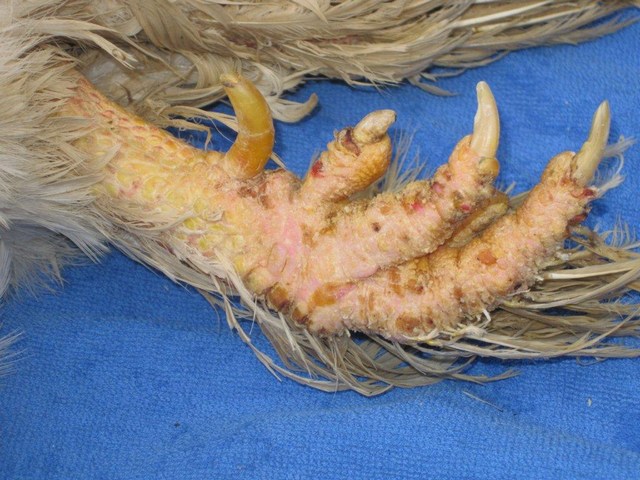 鶏の病気関連 鶏疥癬の治療例