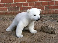 2007-0412-knut4