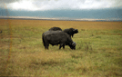 Buffalo