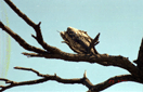 eagle