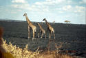 giraffe