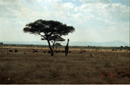 giraffe3