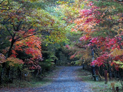 紅葉