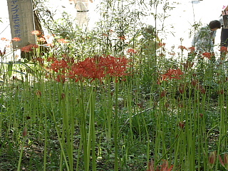 つぼみが目立つ曼珠沙華