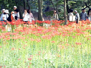 曼珠沙華