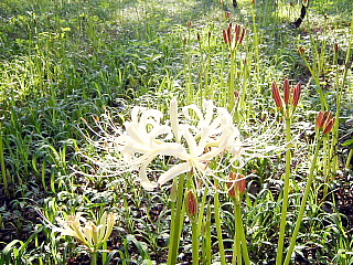 白花曼珠沙華