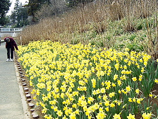 東松山ぼたん園の水仙1