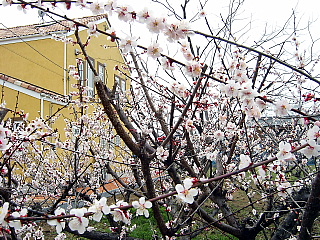 路傍の桜