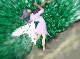 fairy1.jpg