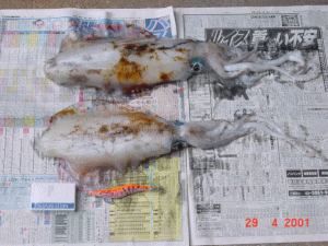 900gと1800gのアオリ。御裾分けは?