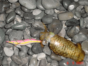 �܂��܂��̌^�ł��傤�B