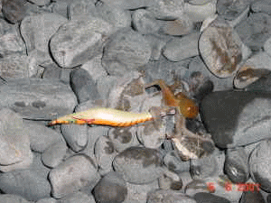 ���������\�����Ⴄ��ł��B�ł����\�����I