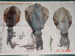 �܂��܂��̌^�ł��傤�B