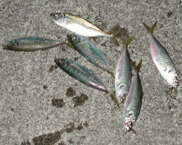 ���̃A�W�ł�