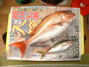 �{���̒މ�