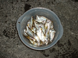 本日の釣果!!豆アジちゃんです。