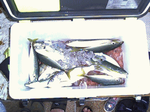 �����̒މʁB