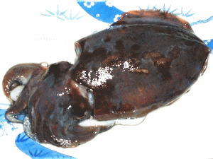 520���ł����B