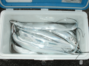 ギャンブル大将の釣果