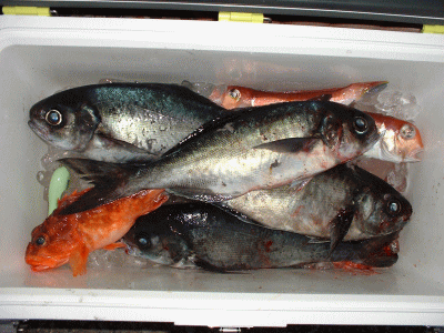 ���_�C���S�C�������Ȃ����āH�H�P�C�͂��݂���̎��Ƃɂ����Ă�����ō��v�T�C�ł��B