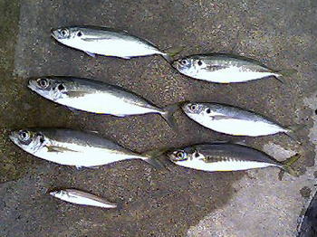 �{���̒މ�