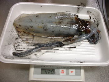 ���̒މʁi�Q�j