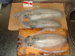 �{���̒މ�