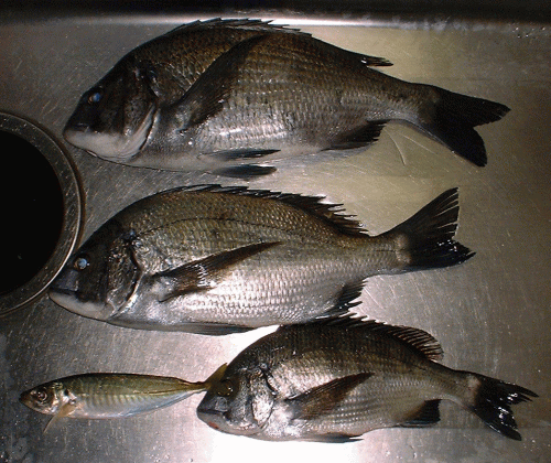 �{���̒މʁI