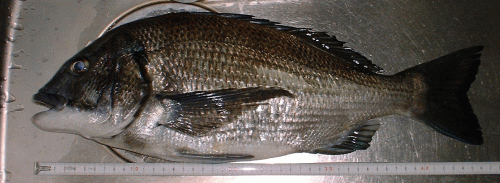 46cmの黒鯛だ〜い。