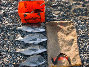 ���ꂪ�w�m���x�̒މʁB�C�R�[����z�̑S�̒މʂł��B